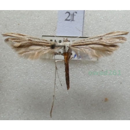 Emmelina monodactyla (Linnaeus, 1758) Piórolotek zwyczajny Slovakia2f